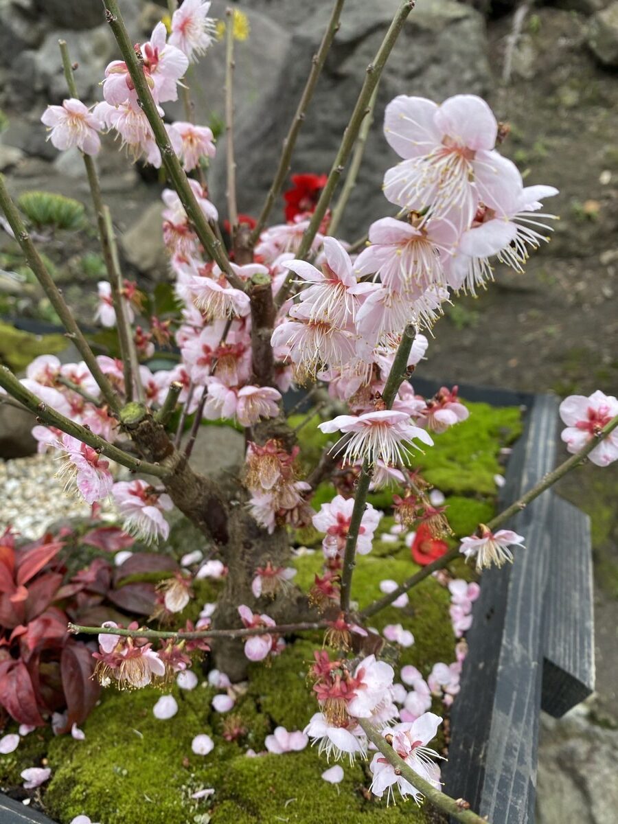 仙巌園に咲く梅の花(1月)